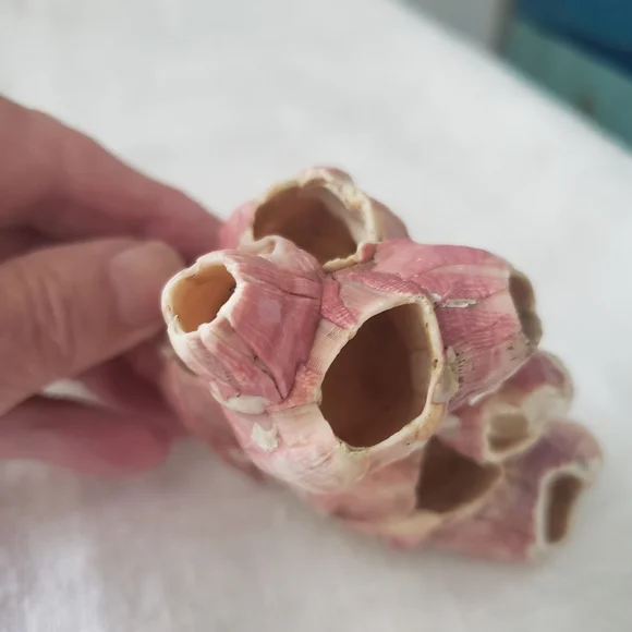 Shells And Barnicle East Coast Florida - Picture 5 of 10